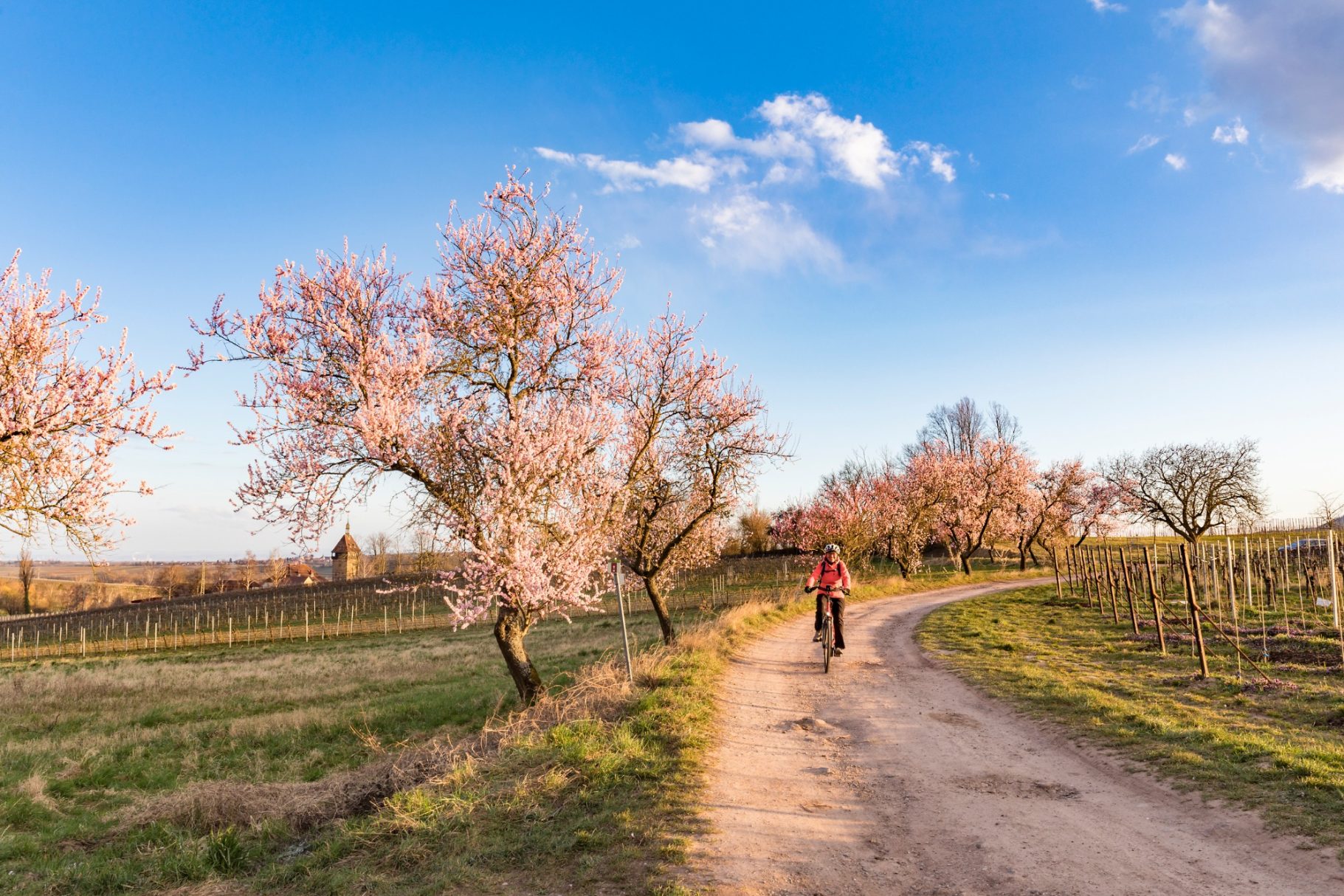 Radtour im Frühling Mandelblüte