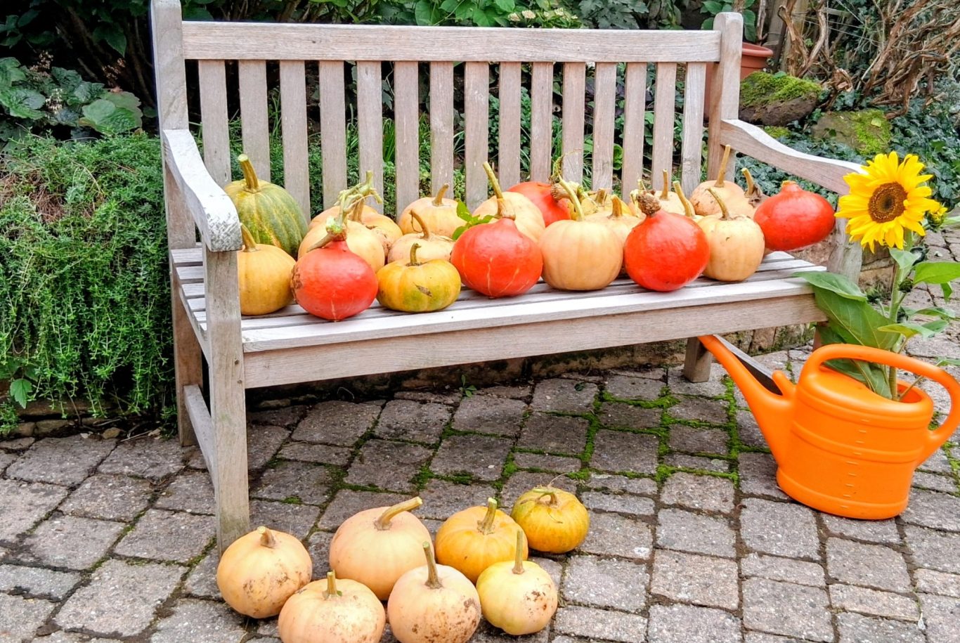 Die Ernte eines Sommers Bunte Kürbisse und eine Sonnenblume auf einer Holzbank, neben einer orangefarbenen Gießkanne.
