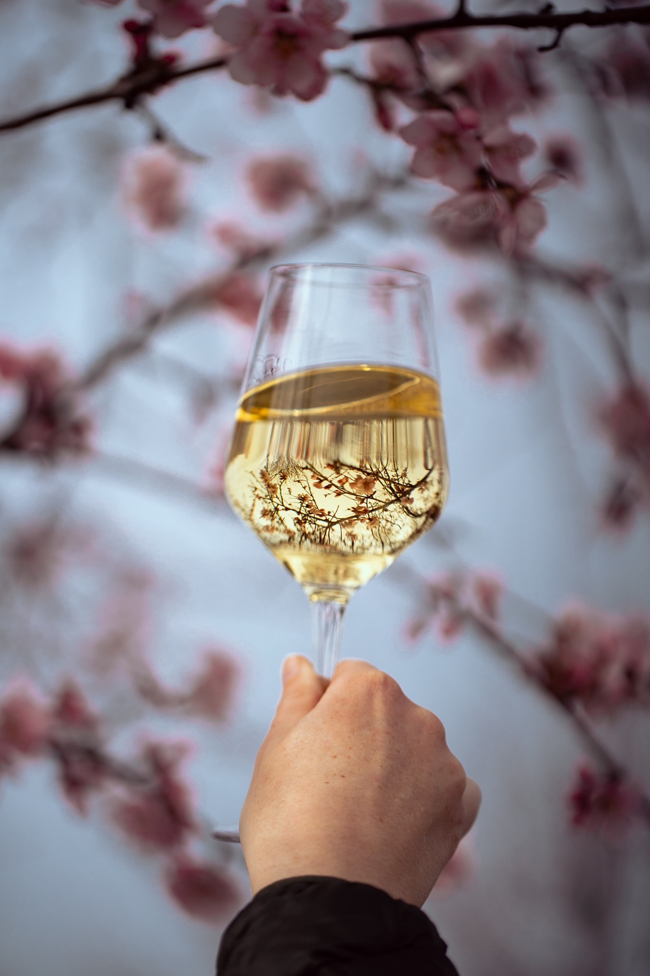 Mandelblüte trifft Riesling
