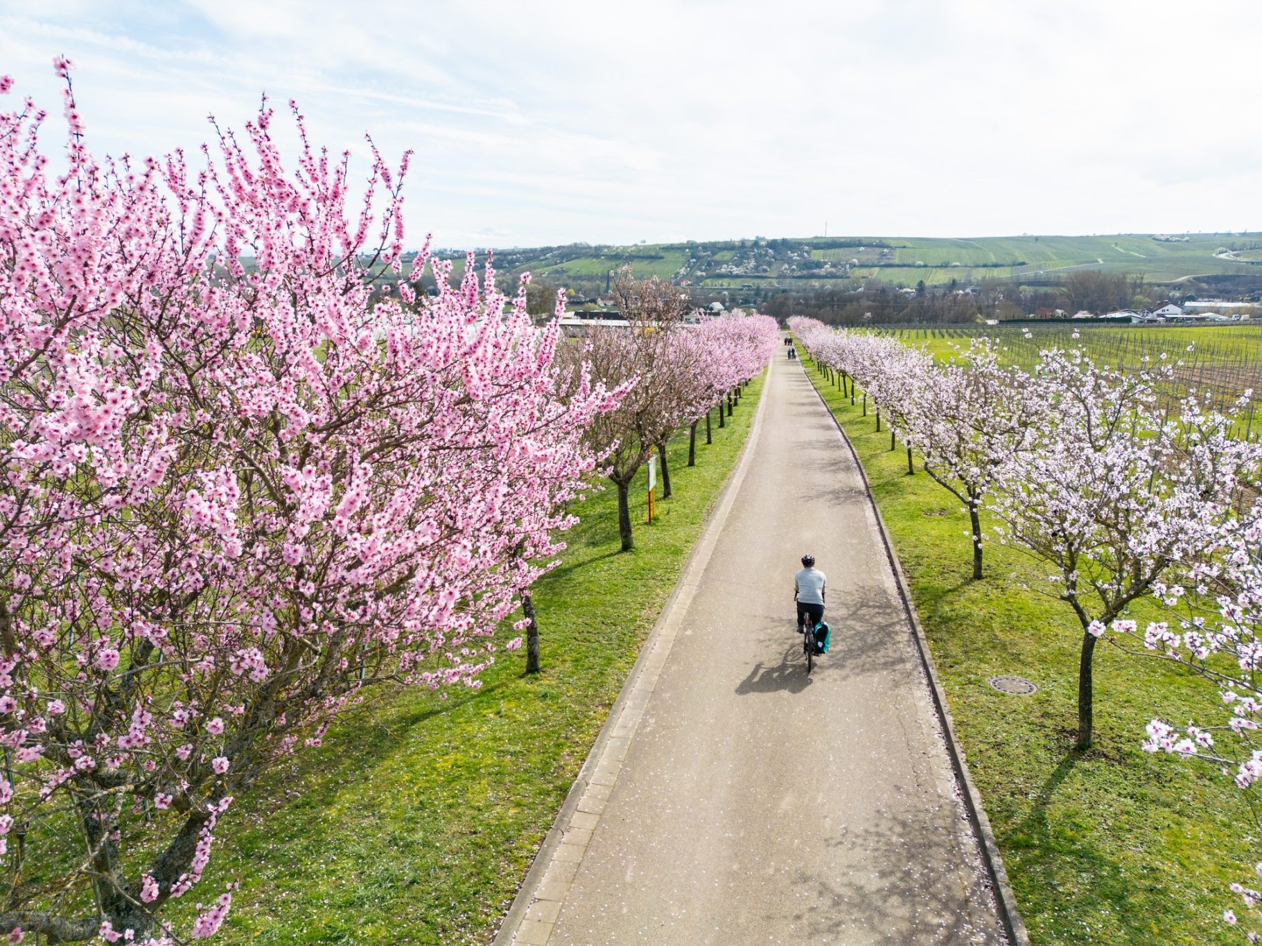 Fahrradtour unter blühenden Mandelbäume Fahrradtour unter blühenden Mandelbäume